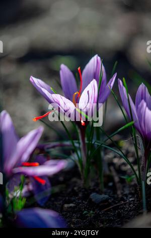 Fiore del croco dello zafferano (Crocus sativus), zafferano Foto Stock