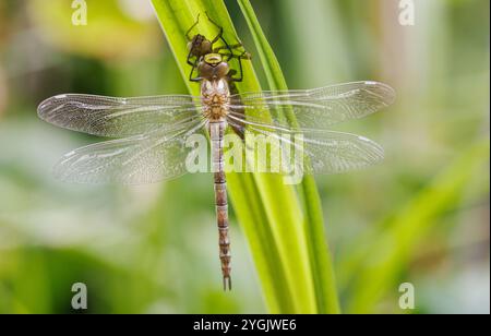 darner blu-verde, aeshna meridionale, falco meridionale (Aeshna cyanea), dopo schiusa con ali temprate sull'esubvia, Germania, Baviera Foto Stock