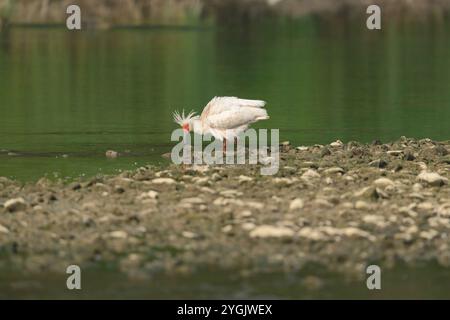 Ibis con cresta giapponese, ibis con cresta asiatica, ibis con cresta imperiale, ibis giapponese, ibis bianco giapponese, ibis Oriental Crested (Nipponia nippon), standard Foto Stock