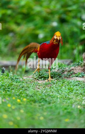 Fagiano d'oro (Chrysolophus pictus), uomo seduto a terra, Cina, Sichuan Foto Stock