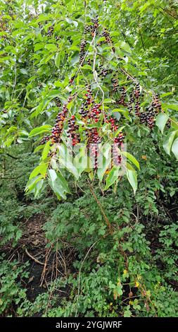 Ciliegia americana, ciliegia nera, ciliegia nera selvatica, ciliegia al rum, ciliegia nera di montagna (Prunus serotina, Padus serotina), rami di frutta, Germania Foto Stock