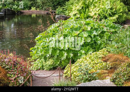 Rabarbaro indiano, pianta di Uumbrella (Darmera peltata, Peltiphyllum peltatum), in uno stagno, abitudine Foto Stock