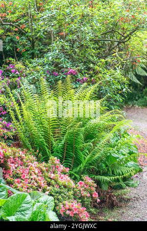 Golden Shield Fern, Scaly male Fern (Dryopteris affinis), piantato in un giardino, Europa, Bundesrepublik Deutschland Foto Stock