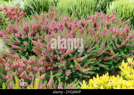 Salute della Cornovaglia, salute vagante (Erica vagans 'Mrs DF Maxwell', Erica vagans Mrs DF Maxwell), fioritura, varietà Mrs DF Maxwell, Europa, Bundesrepublik Foto Stock