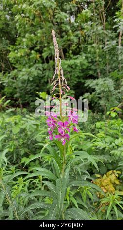 Fireweed, fioritura sally, Rosebay willow-erba, grande willow-herb (Epilobium angustifolium, Chamerion angustifolium), fioritura, Germania Foto Stock