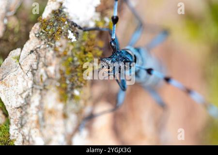 Rosalia longicorn (Rosalia alpina), si trova su legno di acero sicomoro, Acer pseudoplatanus, Germania, Baviera Foto Stock