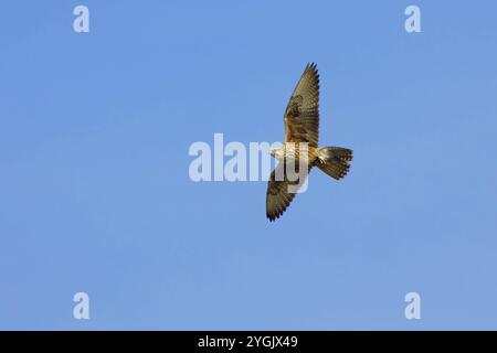 Falco Saker (Falco cherrug), in volo nel cielo blu, vista dal basso, Italia, Lazio Foto Stock