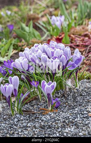 Crocus olandese, crocus primaverile (Crocus vernus 'Pickwick', Crocus vernus Pickwick), cultivar Pickwick, Europa, Bundesrepublik Deutschland Foto Stock