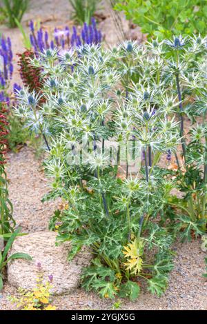 Eryngo spagnolo (Eryngium bourgatii), fioritura Foto Stock