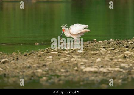 Ibis con cresta giapponese, ibis con cresta asiatica, ibis con cresta imperiale, ibis giapponese, ibis bianco giapponese, ibis Oriental Crested (Nipponia nippon), standard Foto Stock