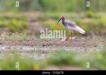 Ibis con cresta giapponese, ibis con cresta asiatica, ibis con cresta imperiale, ibis giapponese, ibis bianco giapponese, ibis Oriental Crested (Nipponia nippon), standard Foto Stock