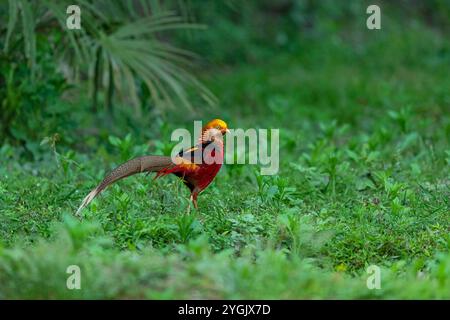 Fagiano d'oro (Chrysolophus pictus), uomo seduto a terra, Cina, Sichuan Foto Stock