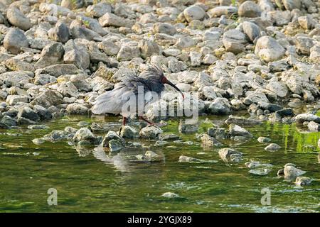 Ibis con cresta giapponese, ibis con cresta asiatica, ibis con cresta imperiale, ibis giapponese, ibis bianco giapponese, ibis orientale crestato (Nipponia nippon), foragina Foto Stock