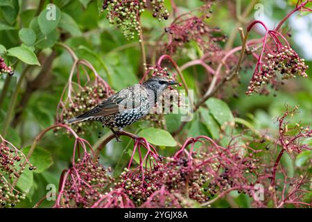 starling comune (Sturnus vulgaris), mangia sambuchi, Germania, Schleswig-Holstein, Heligoland Foto Stock