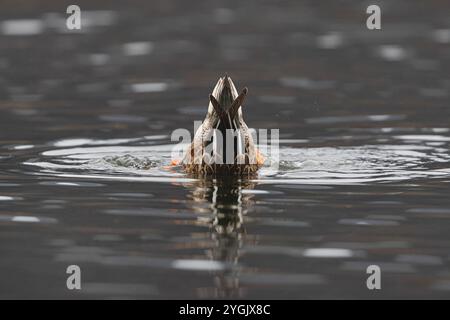 Shoveler settentrionale (Anas clypeata, Spatula clypeata), novellame maschile, Germania, Baviera, Kochelsee Foto Stock