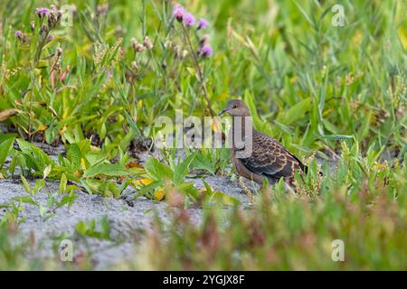 Tortora occidentale (Streptopelia orientalis meena, Streptopelia meena), seduta a terra, Mongolia Foto Stock