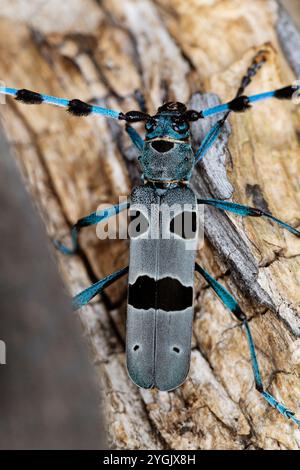 Rosalia longicorn (Rosalia alpina), si trova su legno di acero sicomoro, Acer pseudoplatanus, Germania, Baviera Foto Stock