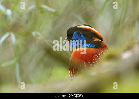 Tragopan di Temminck (Tragopan temminckii), uomo, ritratto, Cina, Sichuan, Qingchuan Foto Stock