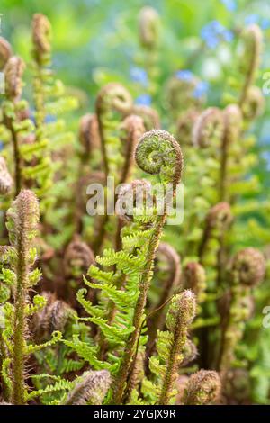 Golden Shield Fern, Scaly male Fern (Dryopteris affinis 'Crispa', Dryopteris affinis Crispa), forni, cultivar Crispa Foto Stock