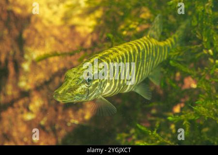 pike, picca del nord (Esox lucius), picca di tre mesi che nuota, Germania Foto Stock
