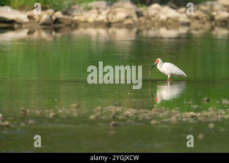 Ibis con cresta giapponese, ibis con cresta asiatica, ibis con cresta imperiale, ibis giapponese, ibis bianco giapponese, ibis Oriental Crested (Nipponia nippon), standard Foto Stock