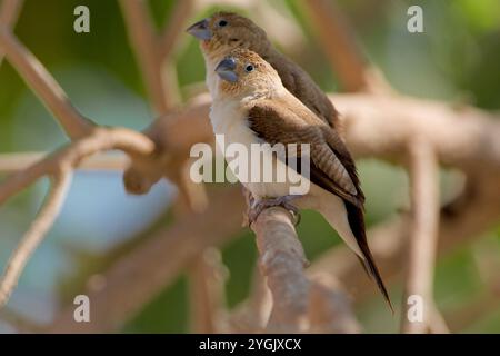 Becco d'argento africano (Lonchura cantans), due becchi d'argento africani arroccati insieme su un ramo, vista laterale, Oman, Salalah Foto Stock