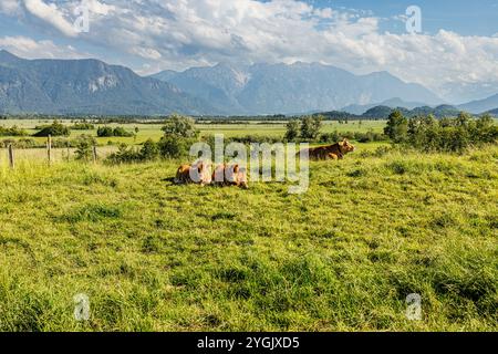 Ammira la brughiera con le conchiglie di Werdenfels in primo piano, Germania, Baviera, Murnauer Moos Foto Stock