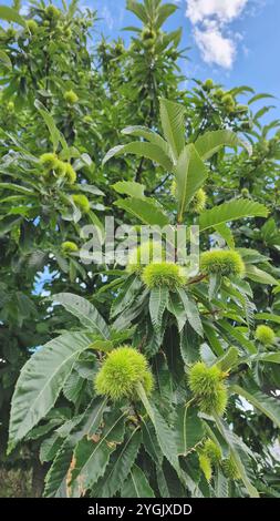 Castagno spagnolo, castagno dolce (Castanea sativa), frutta su un albero, Germania Foto Stock