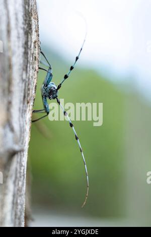 Rosalia longicorn (Rosalia alpina), si trova su legno di sicomoro, Acer pseudoplatanus, vista frontale, Germania, Baviera Foto Stock