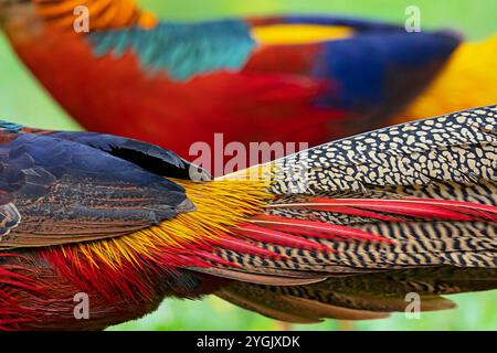Fagiano d'oro (Chrysolophus pictus), maschio, piumaggio da vicino, Cina, Sichuan Foto Stock