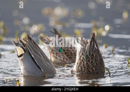 Tè con aletta verde, tè comune (Anas crecca), uomini e donne che dilettano, Germania, Baviera, Kochelsee Foto Stock