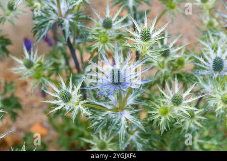 Eryngo spagnolo (Eryngium bourgatii), fioritura Foto Stock