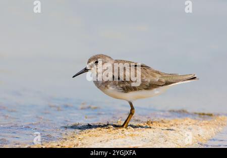 Temminck (Calidris temminckii), in piedi sulla riva, vista laterale, Oman Foto Stock