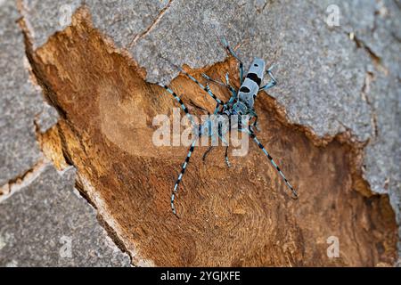 Rosalia longicorn (Rosalia alpina), si trova su legno di acero sicomoro, Acer pseudoplatanus, Austria Foto Stock