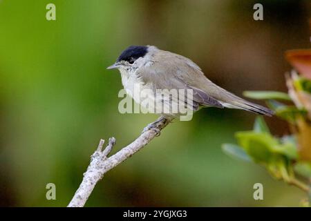 cappellino nero (Sylvia atricapilla, Sylvia atricapilla gularis), maschio arroccato su un ramo, vista laterale, Azzorre, Faja grande, Faja grande Foto Stock