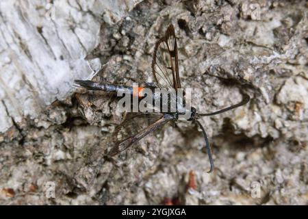 Grande sgombero con cintura rossa (Synanthedon culiciformis), maschio siede sulla corteccia, Germania Foto Stock