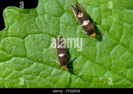 Fresa a foglia (Incurvaria masculella), seduta su una foglia, Germania Foto Stock