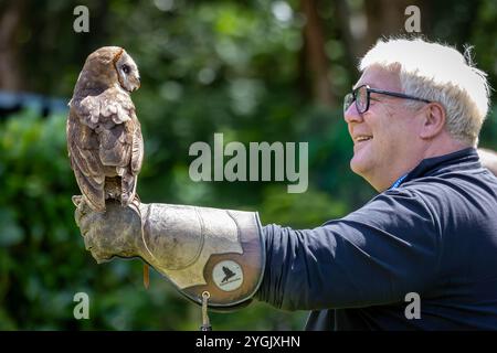 Common Barn Owl con antenna radio appollaiata su un guanto al Cheshire Falconry, Blakemere Craft Centre, Northwich Foto Stock