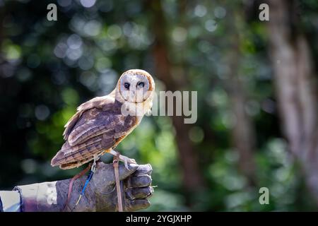 Common Barn Owl con antenna radio appollaiata su un guanto di pelle al Cheshire Falconry, Blakemere Craft Centre, Northwich Foto Stock