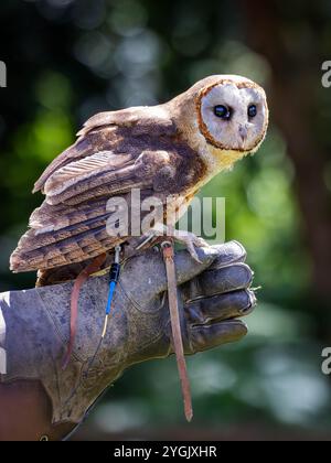 Common Barn Owl con antenna radio appollaiata su un guanto di pelle al Cheshire Falconry, Blakemere Craft Centre, Northwich Foto Stock