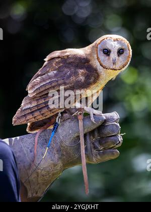 Common Barn Owl con antenna radio appollaiata su un guanto di pelle al Cheshire Falconry, Blakemere Craft Centre, Northwich Foto Stock