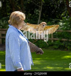Common Barn Owl con antenna radio che atterra su un guanto di pelle di una visitatrice del Cheshire Falconry, Blakemere Craft Centre, Northwich Foto Stock