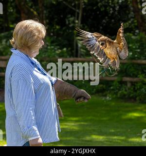 Common Barn Owl con antenna radio che atterra su un guanto di pelle di una visitatrice del Cheshire Falconry, Blakemere Craft Centre, Northwich Foto Stock
