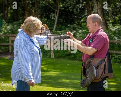 Common Barn Owl con antenna radio che sbatte le ali mentre viene alimentato su un guanto al Cheshire Falconry, Blakemere Craft Centre, Northwich Foto Stock