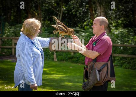 Common Barn Owl con antenna radio che sbatte le ali mentre viene alimentato su un guanto al Cheshire Falconry, Blakemere Craft Centre, Northwich Foto Stock