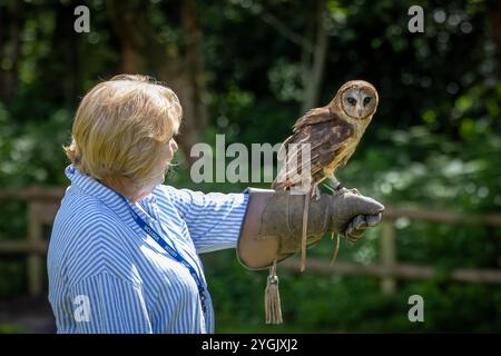 Common Barn Owl con antenna radio appollaiata su un guanto al Cheshire Falconry, Blakemere Craft Centre, Northwich Foto Stock