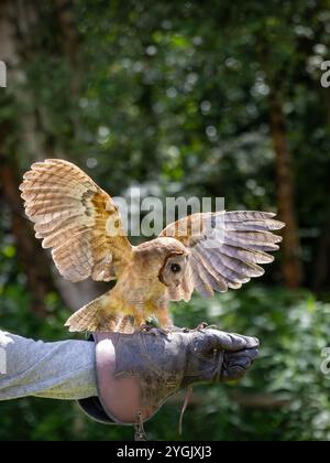 Common Barn Owl con antenna radio appollaiata su un guanto di pelle al Cheshire Falconry, Blakemere Craft Centre, Northwich Foto Stock
