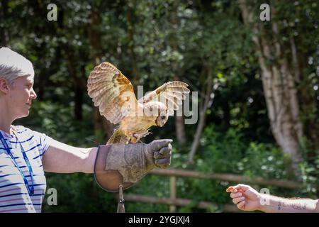 Common Barn Owl con antenna radio che sbatte le ali mentre viene alimentato su un guanto al Cheshire Falconry, Blakemere Craft Centre, Northwich Foto Stock