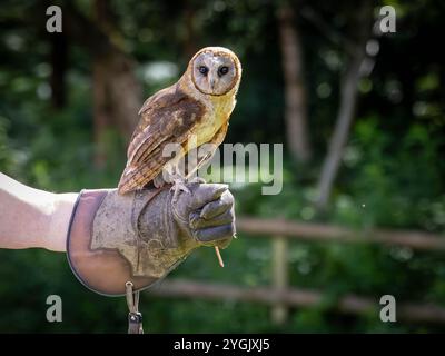 Common Barn Owl con antenna radio appollaiata su un guanto di pelle al Cheshire Falconry, Blakemere Craft Centre, Northwich Foto Stock