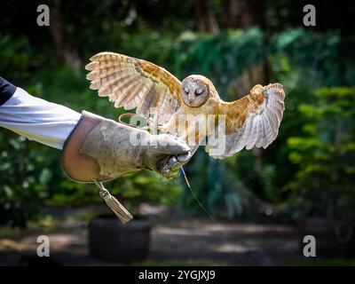 Common Barn Owl con antenna radio che atterra su un guanto di pelle di un visitatore al Cheshire Falconry, Blakemere Craft Centre, Northwich Foto Stock